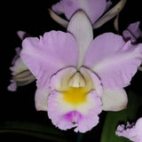 Rechingerara Seashell 'Topaz'