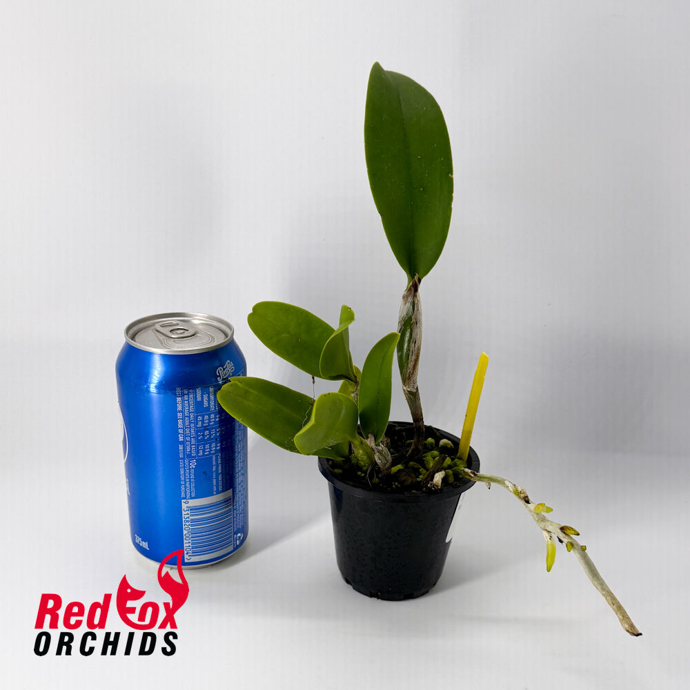 Rhyncattleanthe Ubon Crown Belle 'Orchid'