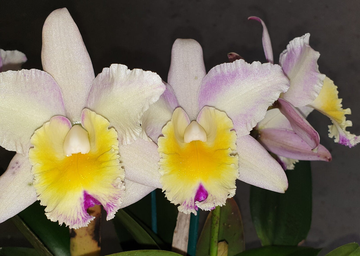 Rhyncholaeliocattleya Stylish 'Topaz'