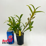 Dendrobium Crystal Pink 'Topaz'