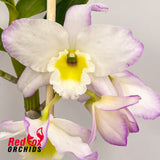 Dendrobium Crystal Pink 'Topaz'