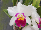 Cattleya Hsinying Yukihime 'Topaz'