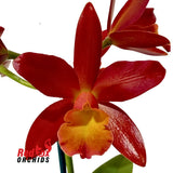 Cattleya Orchid - Cattlianthe Topaz Ruby Drop 'Radiant'