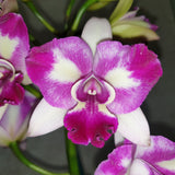 Rechingerara Leo's Light 'Topaz'