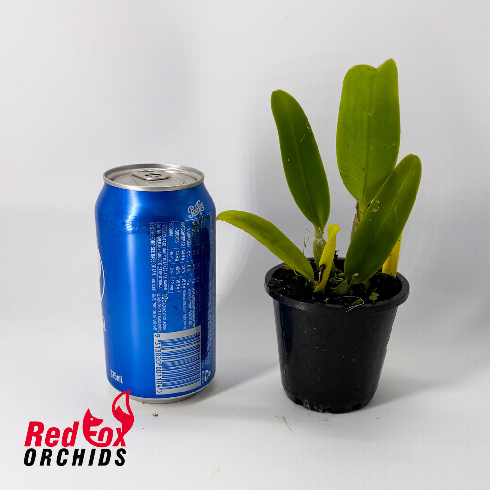 Cattleya White Spark 'Panda'