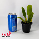 Cattleya White Spark 'Panda'