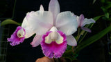 Rhyncholaeliocattleya Prize 'Topaz'