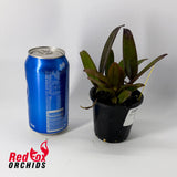 Rhyncholaeliocattleya Prize 'Topaz'
