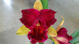 Rhyncholaeliocattleya Crowning Glory 'Topaz'