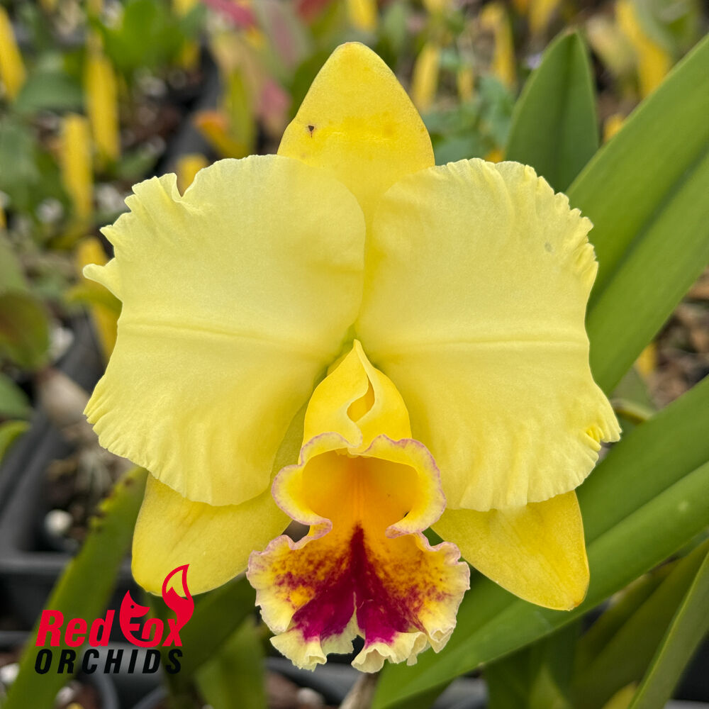 Rhyncholaeliocattleya Auspicious 'Topaz'