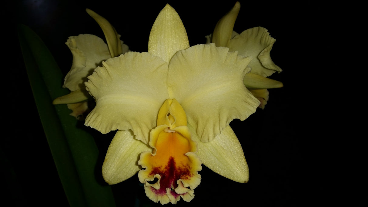Rhyncholaeliocattleya Auspicious 'Topaz'