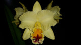Rhyncholaeliocattleya Auspicious 'Topaz'