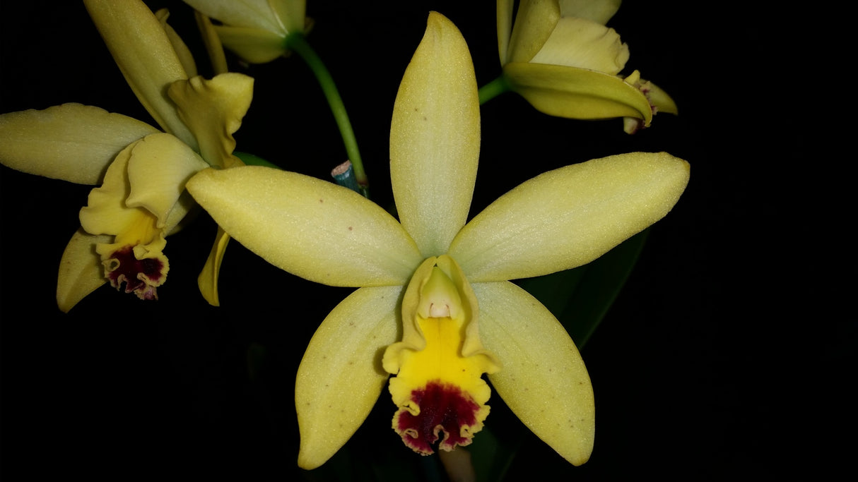 Rhyncattleanthe Sunbird 'Topaz Sunspot'