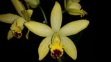 Rhyncattleanthe Sunbird 'Topaz Sunspot'