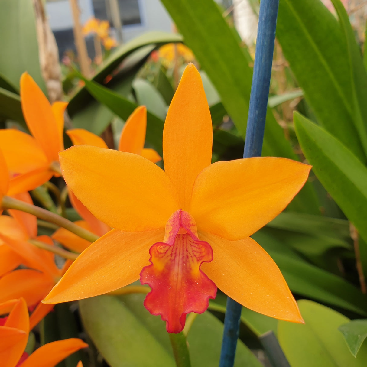 Rhyncattleanthe Doozy 'Golden Topaz'