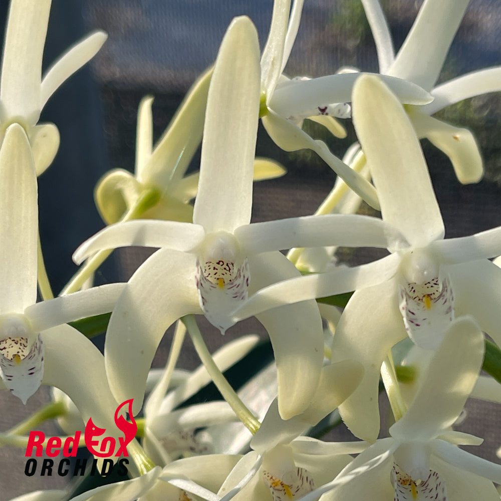 Dendrobium speciosum var. grandiflorum 'Will's Gold' X speciosum 'Trifid'