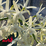 Dendrobium speciosum var. grandiflorum 'Will's Gold' X speciosum 'Trifid'