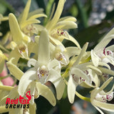 Dendrobium speciosum var. speciosum 'Bevan'