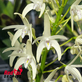 Dendrobium speciosum var. speciosum 'Bevan'