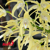 Dendrobium speciosum var. speciosum 'Bevan'