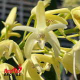 Dendrobium speciosum v. pedunculatum 'Atherton' X v. (curvicaule 'Jacqueline' X speciosum 'Windermere')