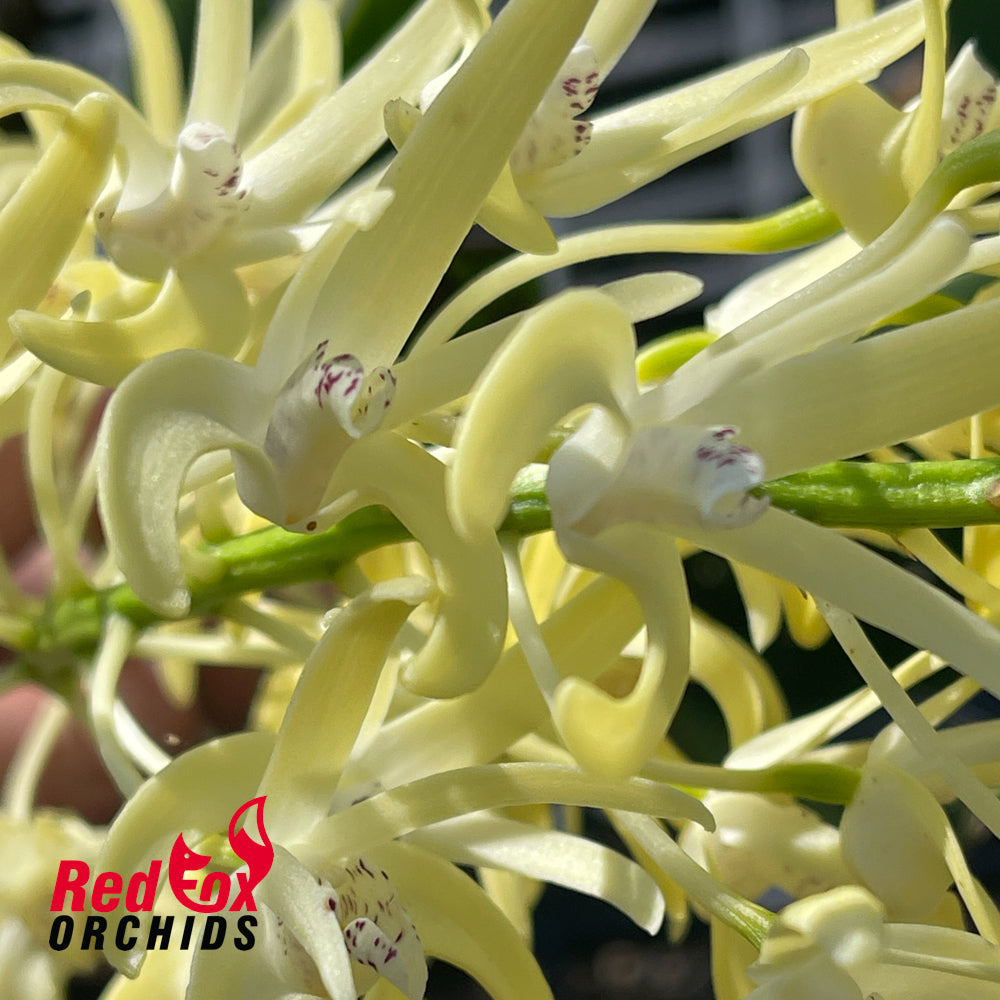 Dendrobium speciosum v. pedunculatum 'Atherton' X v. (curvicaule 'Jacqueline' X speciosum 'Windermere')
