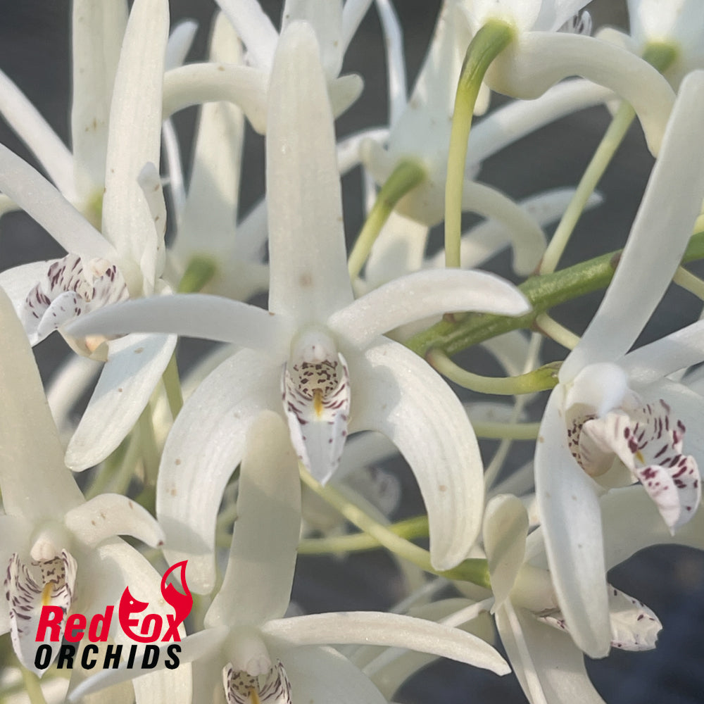 Dendrobium speciosum v. pedunculatum 'Atherton' X v. (curvicaule 'Jacqueline' X speciosum 'Windermere')
