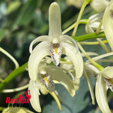 Dendrobium speciosum v. pedunculatum 'Atherton' X v. (curvicaule 'Jacqueline' X speciosum 'Windermere')