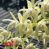 Dendrobium speciosum v. (pedunculatum 'Atherton' X curvicaule 'Daylight Moon')