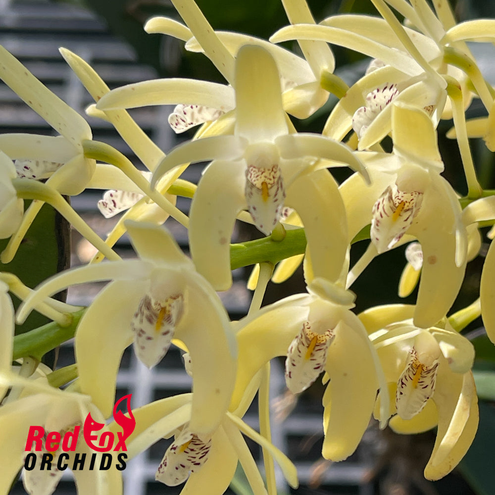 Dendrobium speciosum var. (pedunculatum 'Herberton' x curvicaule 'Daylight Moon')