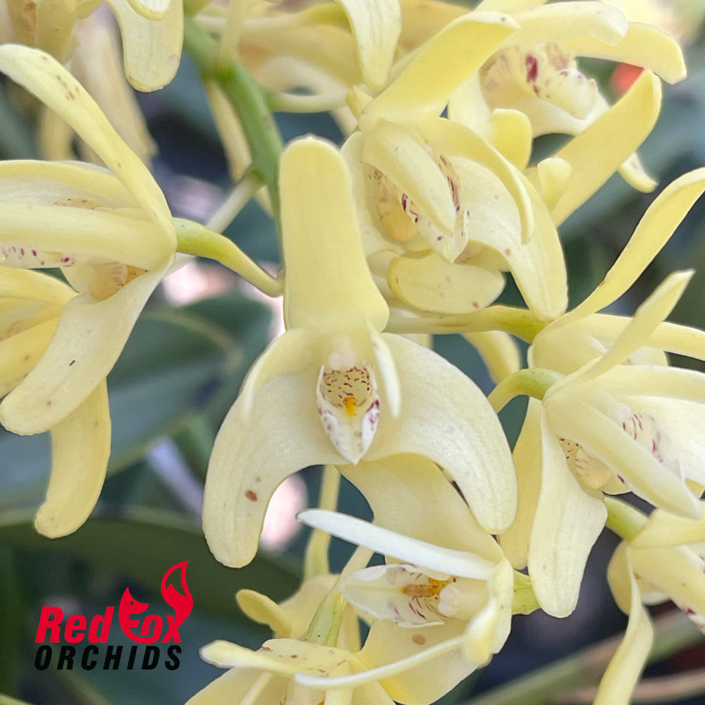 Dendrobium speciosum 'Tinaroo Dam' X Dendrobium speciosum var. pedunculatum 'Gloucester' X curvicaule 'Daylight Moon'