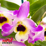 Dendrobium Hamana Lake X (Buderim Fantasy X Canary Bird X Hoshimusume) X (Larapinta Butterfly)