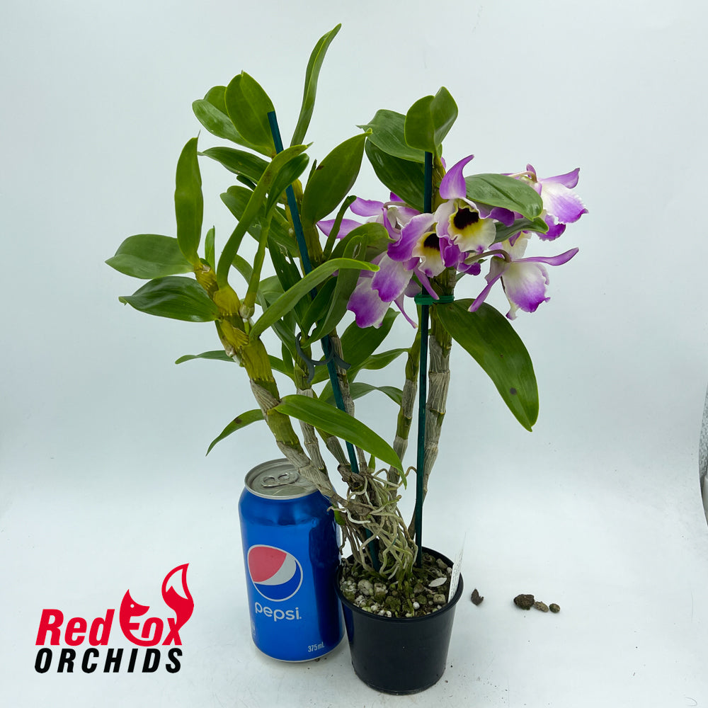 Dendrobium Hamana Lake X (Buderim Fantasy X Canary Bird X Hoshimusume) X (Larapinta Butterfly)