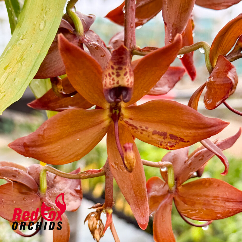 Cycnoches cooperi 'SVO' FCC/AOS X Cycnoches Sevenfold '17 Wonders'