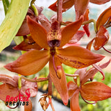 Cycnoches cooperi 'SVO' FCC/AOS X Cycnoches Sevenfold '17 Wonders'