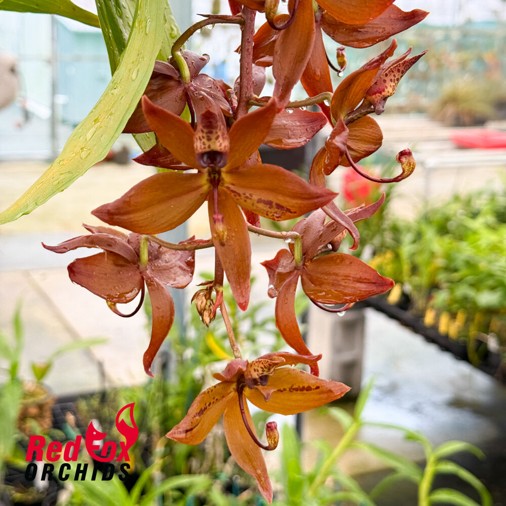 Cycnoches cooperi 'SVO' FCC/AOS X Cycnoches Sevenfold '17 Wonders'