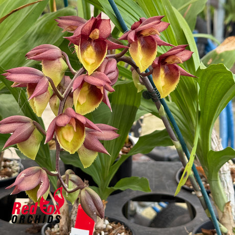 Catasetum Portagee Star 'Brian Lawson Sunrise' HCC/AOS X Catasetum Chuck Taylor 'Sunrise'