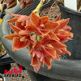 Clowesia Rebecca Northen 'Grapefruit Pink' X Morm. Mimi 'Extra Wide'