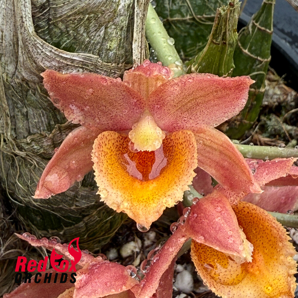 Clowesia Rebecca Northen 'Grapefruit Pink' X Morm. Mimi 'Extra Wide'