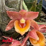 Clowesia Rebecca Northen 'Grapefruit Pink' X Morm. Mimi 'Extra Wide'