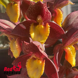 Catasetum Ryan Harrington