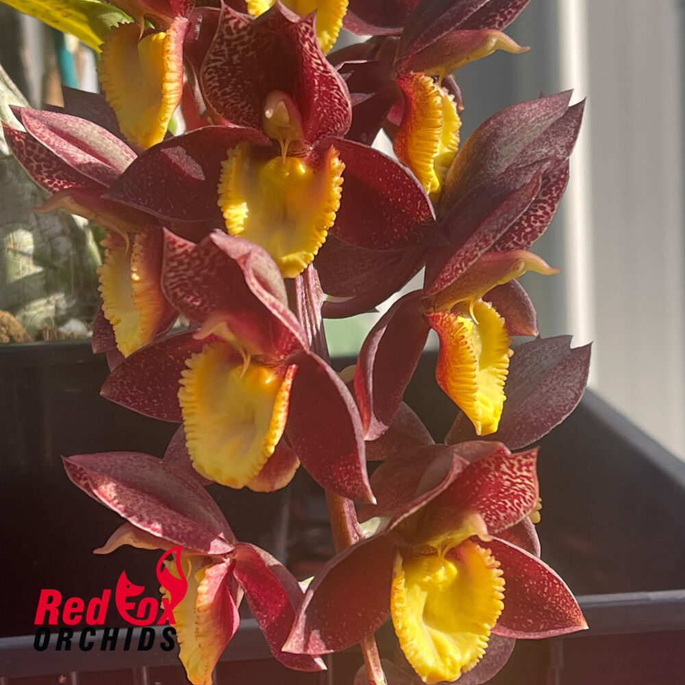 Catasetum Ryan Harrington