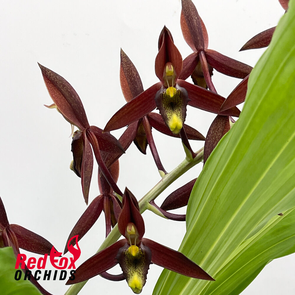 Catasetum tenebrosum 'Ed Wise' AM/AOS X Ctsm. callosum 'SVO Black Lip' AM/AOS