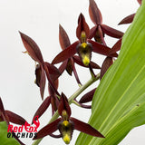 Catasetum tenebrosum 'Ed Wise' AM/AOS X Ctsm. callosum 'SVO Black Lip' AM/AOS