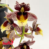 Catasetum Chuck Taylor 'Way Good' X Ctsm. Dentigrianum 'Best'