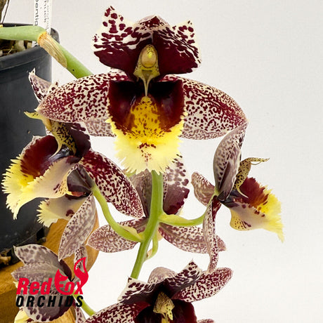 Catasetum Chuck Taylor 'Way Good' X Ctsm. Dentigrianum 'Best'
