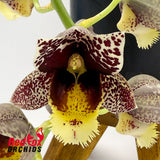 Catasetum Chuck Taylor 'Way Good' X Ctsm. Dentigrianum 'Best'