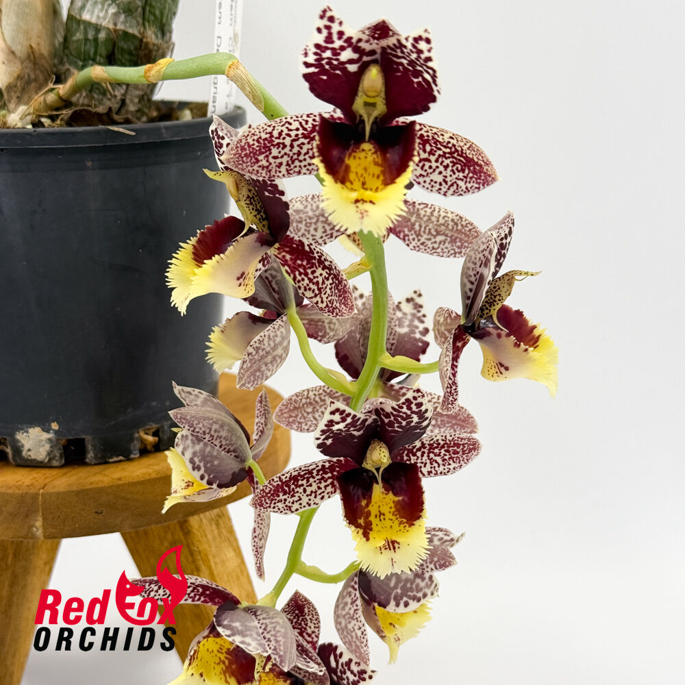 Catasetum Chuck Taylor 'Way Good' X Ctsm. Dentigrianum 'Best'