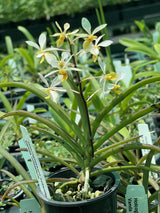 Holcoglossum subulifolium x Vanda Miniata