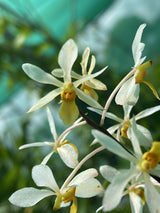 Holcoglossum subulifolium x Vanda Miniata